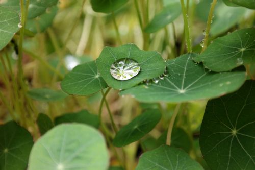 drop of water shine nasturtium