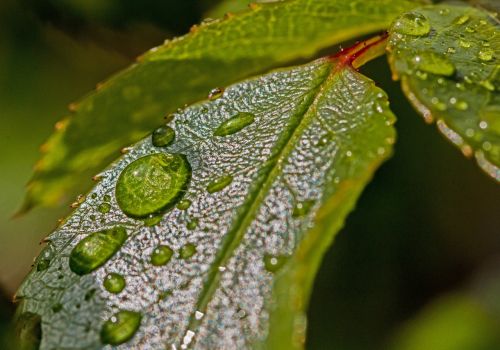 drop of water water leaves
