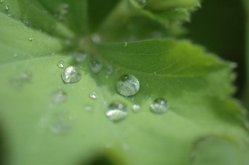 drop of water leaf water