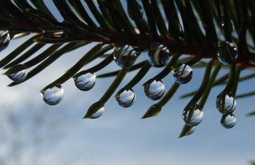 drop of water drip fir