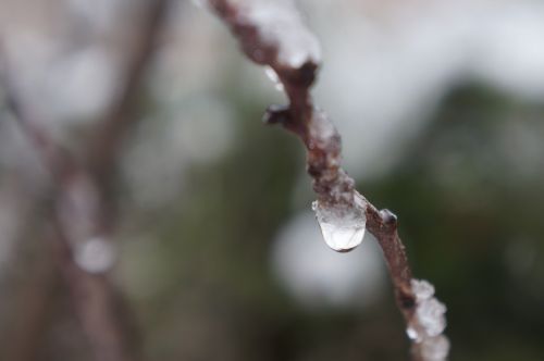 drop of water winter branch