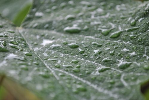 drop of water leaf macro