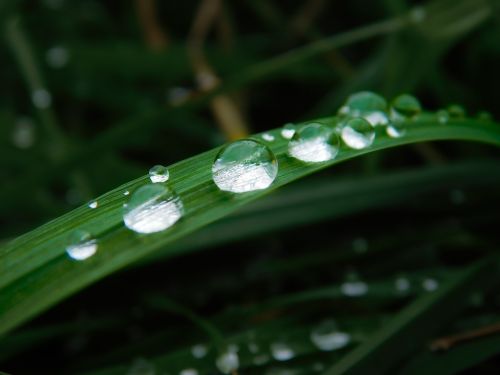 drop of water grass blade of grass