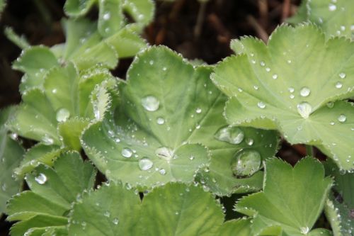 drop of water leaf dew