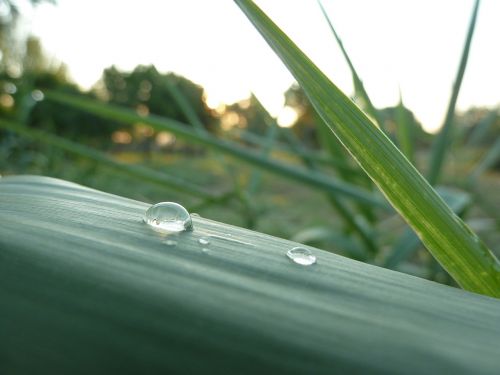 droplet dew macro