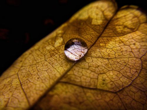 droplet leaf nature