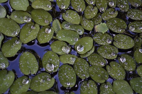 droplet  water-plant  duckweed