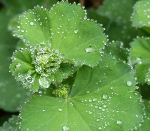 droplets dew leaf