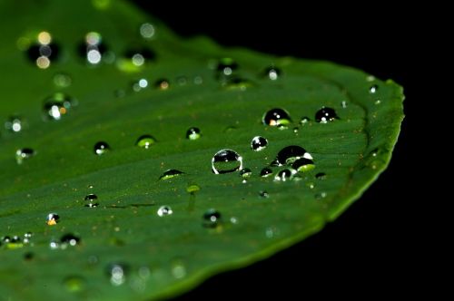 droplets water drop