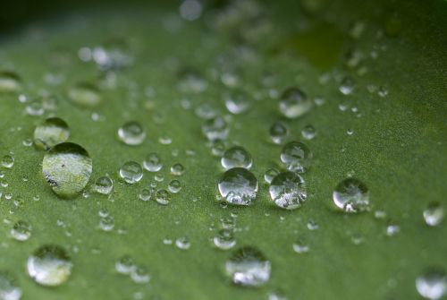 droplets plant summer