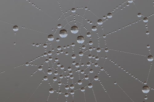 droplets  morning dew  spider web