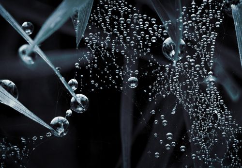 droplets macro web