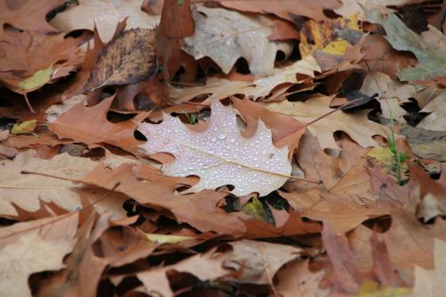 droplets fall leaf