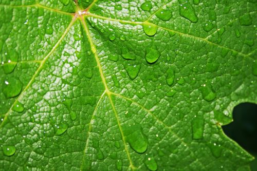 Droplets On Vine Leaf