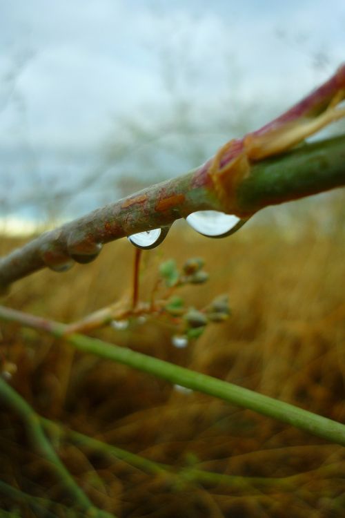 drops water rain