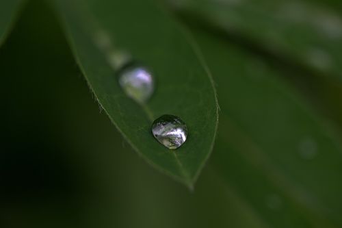 drops droplet water