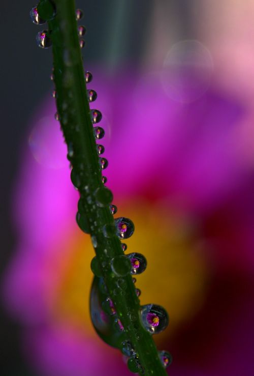 drops plant macro