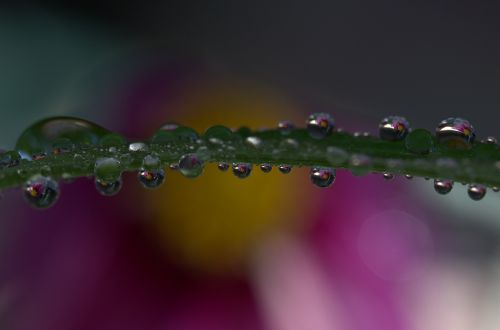 drops plant macro