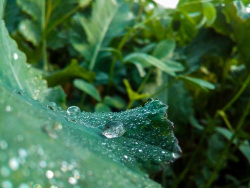 drops leaf water
