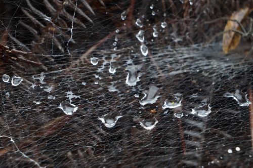 drops net nature