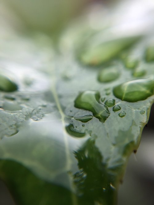 drops  leaf  wet
