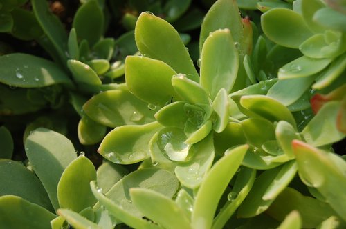 drops  succulent plant  dew