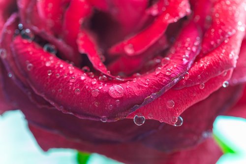 drops  red rose  rose