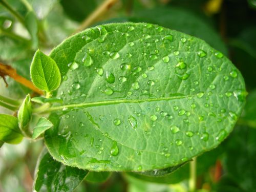 drops green leaf