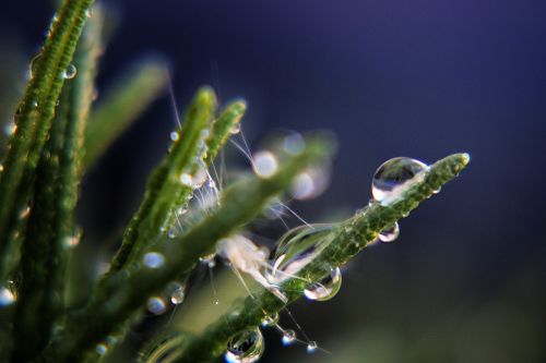 drops water plants