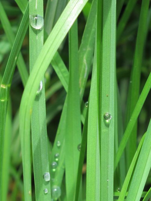 drops lawn green