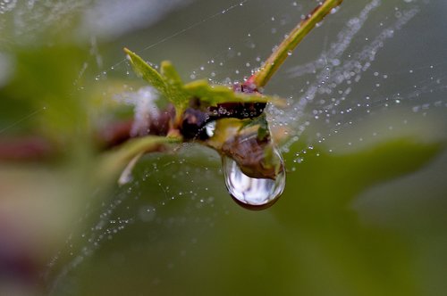 drops  water  after the rain