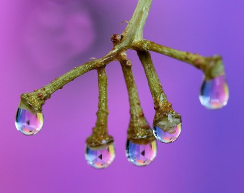 drops  water  plant