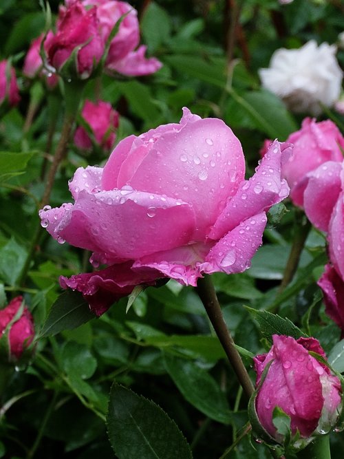 drops  rain  rosa