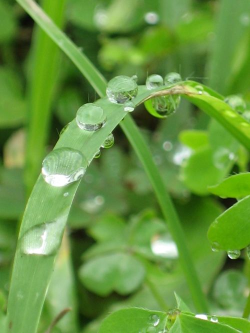 drops water leaf