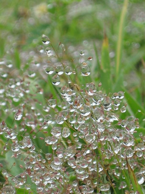 drops water leaf