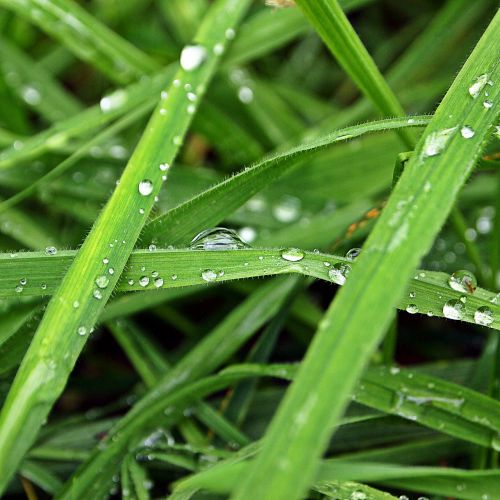 drops rain grass