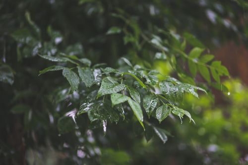 drops rain leaves