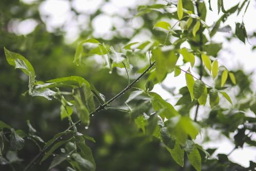 drops rain branch