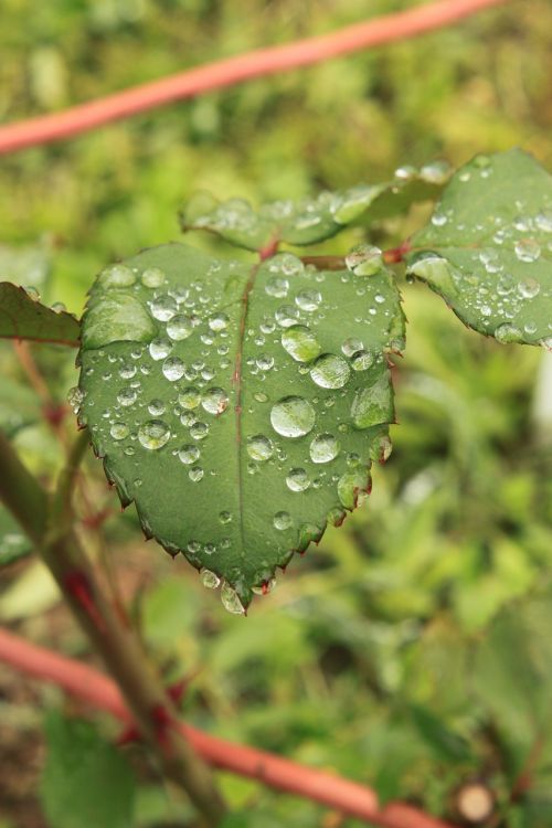 drops green leaf
