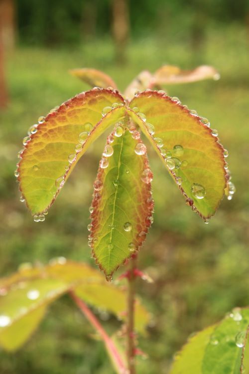 drops green leaf