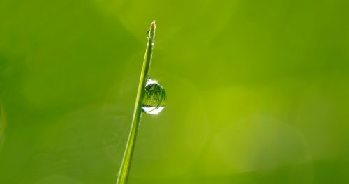 plant nature live