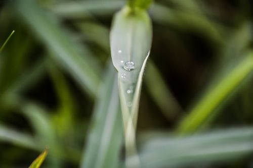 drops of water autumn leaves grass