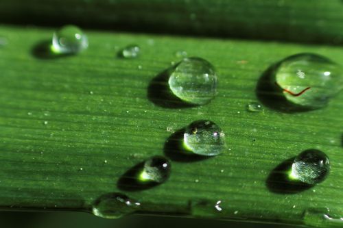 drops of water zen green