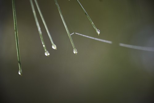 drops of water  moisture  leaves