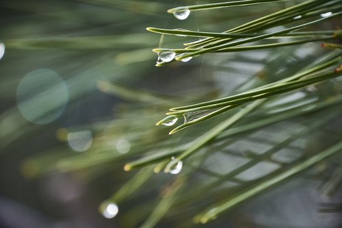 drops of water  moisture  leaves