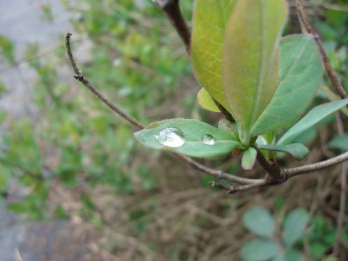 Drops On A Leaf