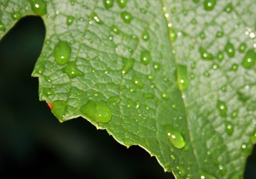 Drops On Leaf