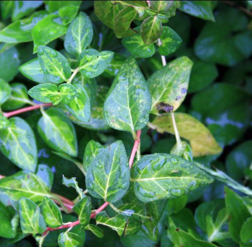 Drops On Periwinkle Leaves