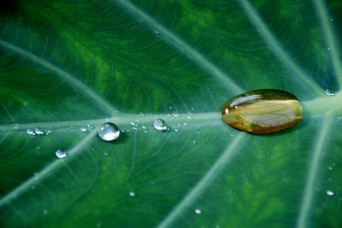 drops plant leaves water plant