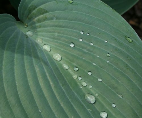 drops plant leaves water plant